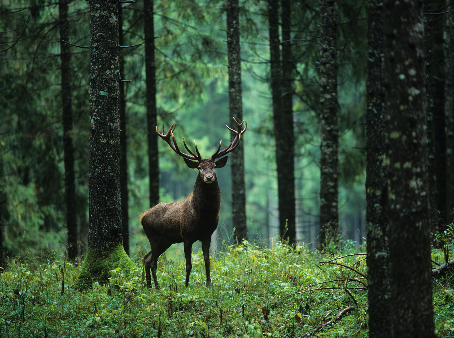 Deer Management Services Scotland | Antler Deer Management